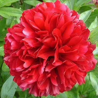 菏泽多花芍药 观赏芍