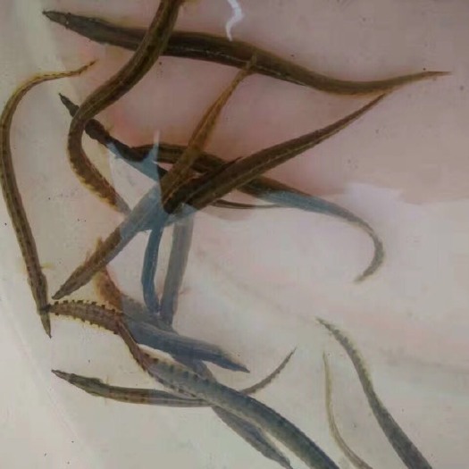 惠州 刺鳅鱼苗 刀鳅鱼苗 沙锹子鱼苗