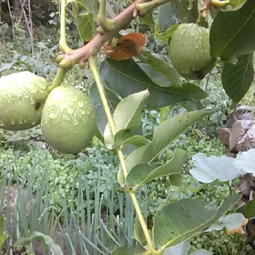 华阴市 秦岭核桃