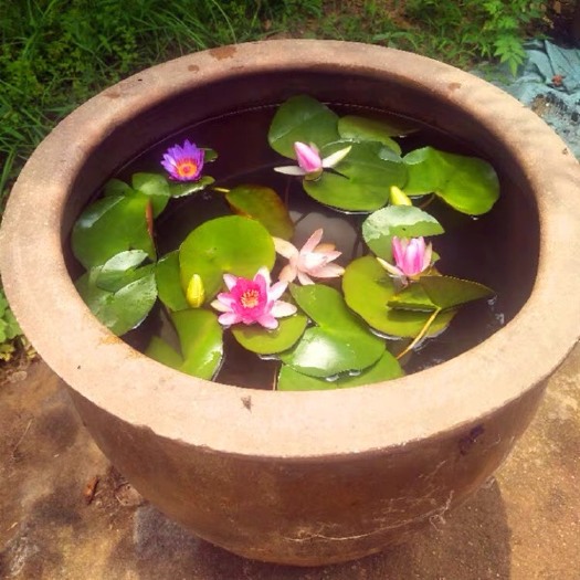 沭阳县 大睡莲睡莲根块 水培植物 水生根块 大睡莲花根茎包成活