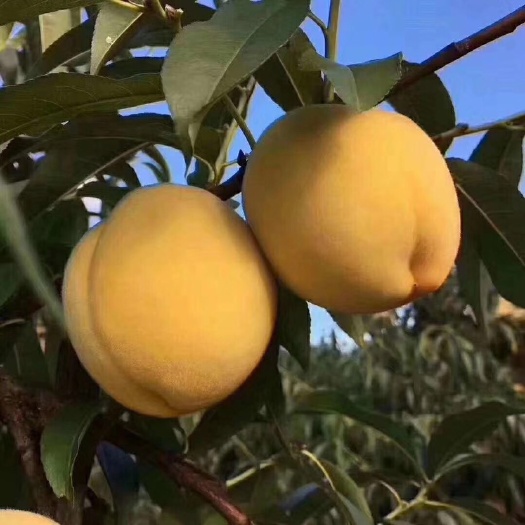 炎陵县 炎陵黄桃，精选精品 坏果包赔