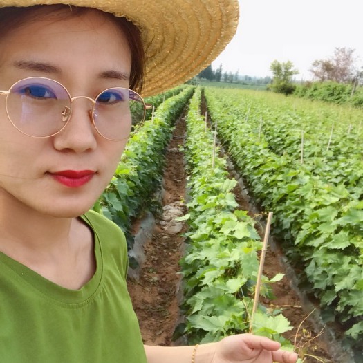 兴城市阳光玫瑰葡萄苗 原产地苗木保证纯度质量，更实惠，品种齐全，种植技术丰富
