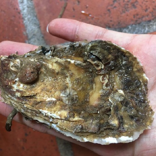 合浦县北海牡蛎 源记生蚝批发全国各地