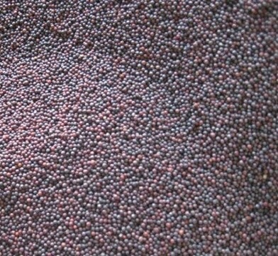 夏河县油菜籽