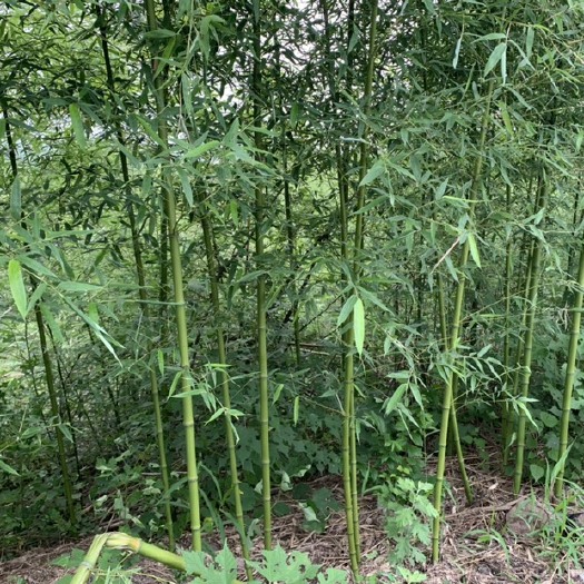 盱眙县 刚竹  杯苗