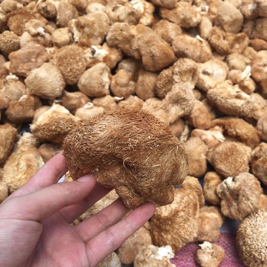 古田县干猴头菇  猴头菇干货 产地大量现货 大颗整朵 天然