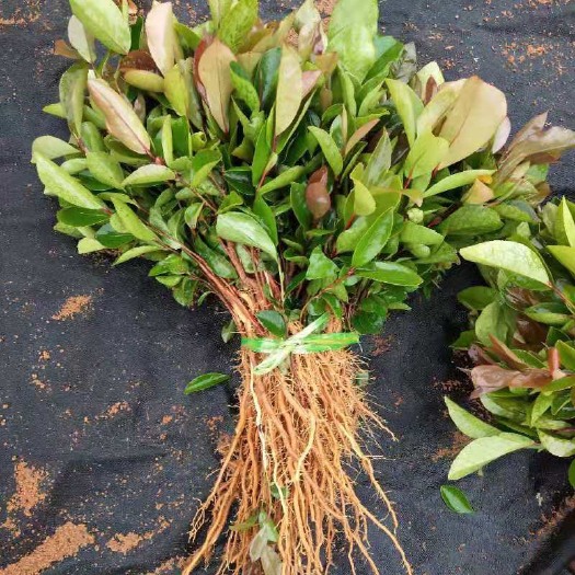 攸县油茶苗 油茶实生苗