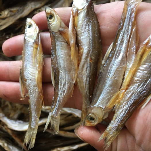 定南县白条鱼 小白条  生晒 开肚