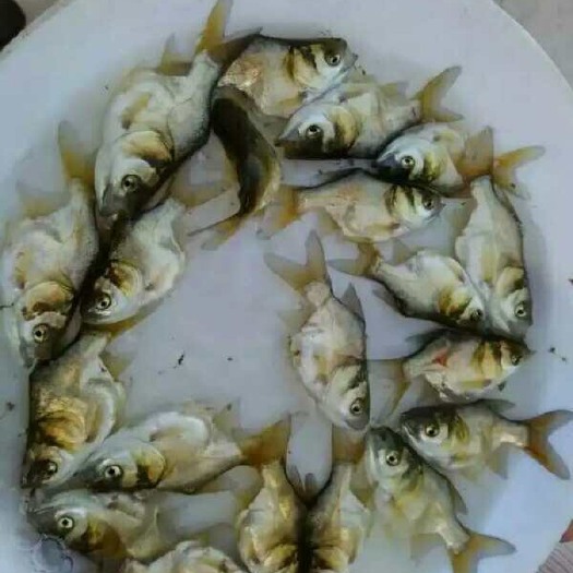 广州缩骨大头鱼苗 特靓缩骨大头鱼价格美丽欢迎订购