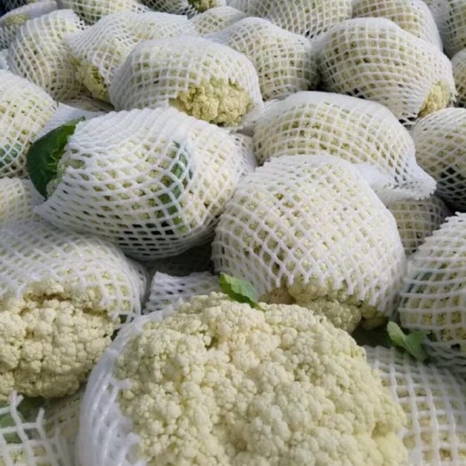 通许县有机花菜 白面青梗松花菜、无公害绿色食品