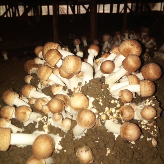 遵义姫松茸 干货 人工种植