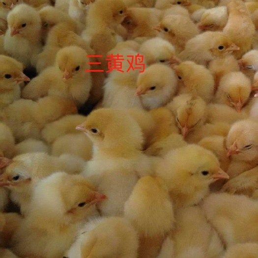 南宁 三黄鸡苗