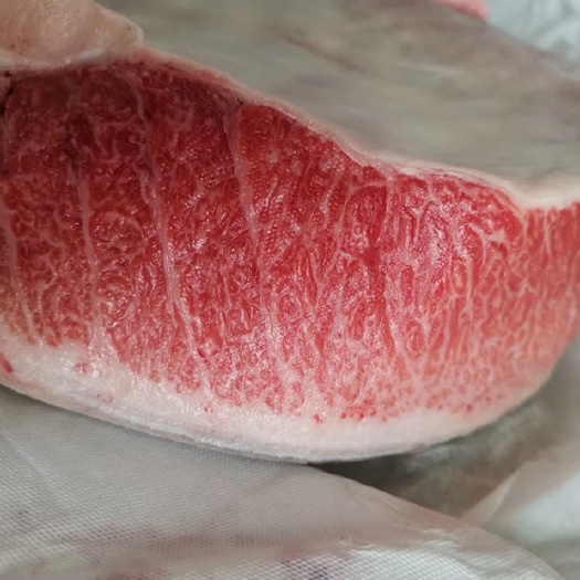 深圳金枪鱼 冰鲜西班牙蓝鳍大拖