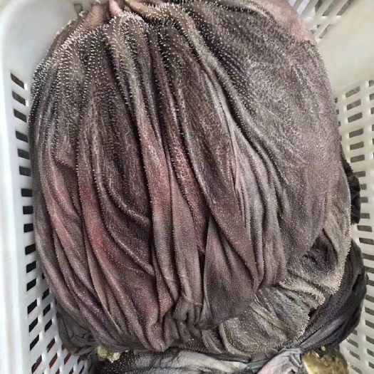 成都鲜牛毛肚 火锅菜品鲜毛肚千层肚黄喉