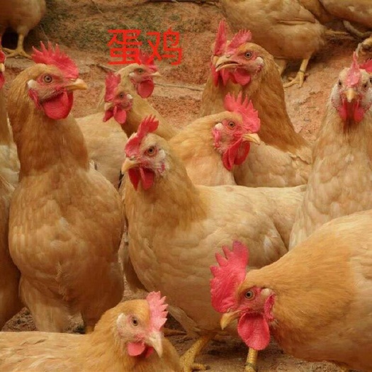 南宁蛋鸡苗 统货