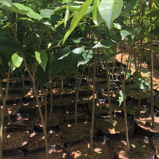 灵山县沉香苗 沉香树苗