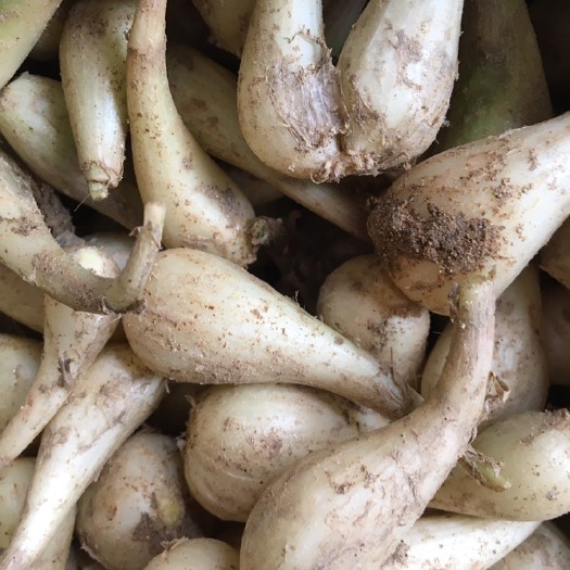 衡阳县白衣藠头  剪光根须，适合泡菜，有机肥种植，脆嫩爽口