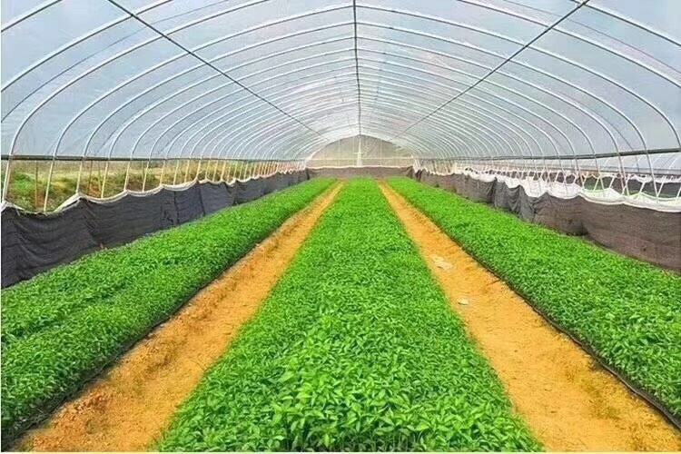 沭阳县蔬菜大棚 专业生产：温室大棚、养殖大棚、种植大棚、连体大棚，大棚配件！