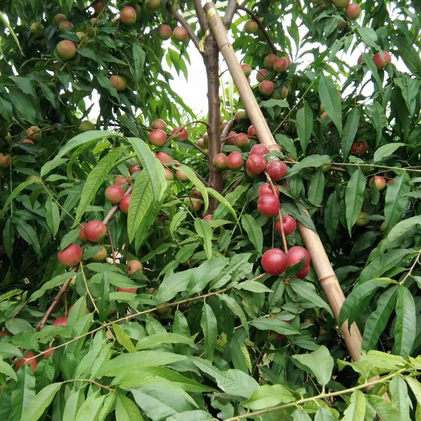 陕西珍珠油桃品质好，量大，产地直发