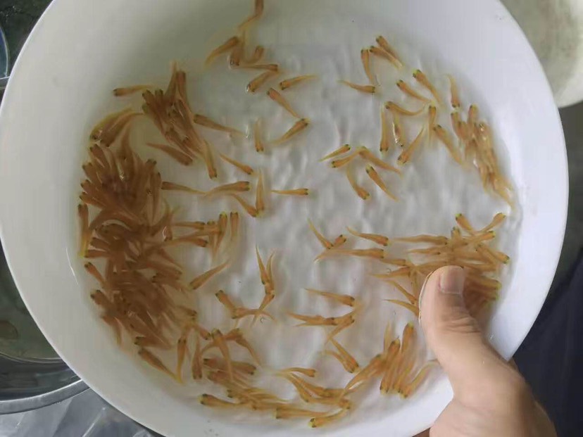 高州市金大头鱼苗 特靓金色大头鱼颜色靓丽，生产速度快价格美丽，需要的请联系