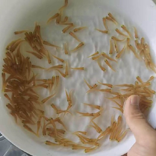 高州市金大头鱼苗 特靓金色大头鱼颜色靓丽，生产速度快价格美丽，需要的请联系