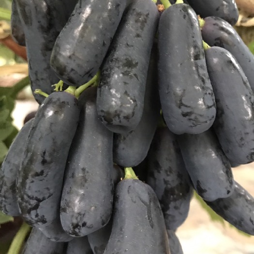 平邑县 蓝宝石葡萄苗