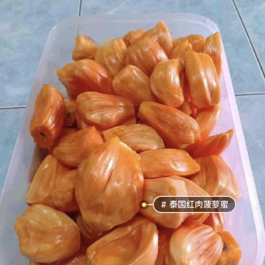 红肉菠萝蜜苗 泰国红肉8号菠萝蜜四季