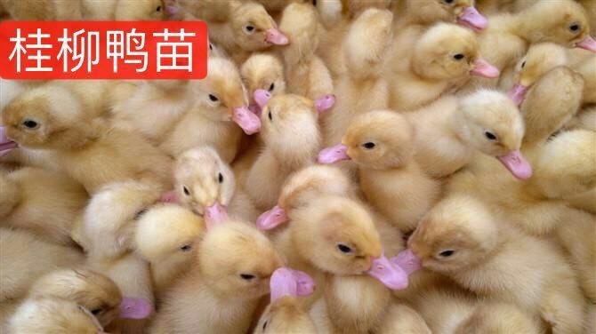 南宁桂柳鸭苗 桂柳鸭