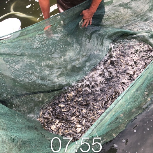 黄冈 优质桂鱼苗