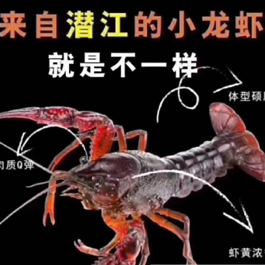 潜江市潜江小龙虾 基地配档口，产销一体化。