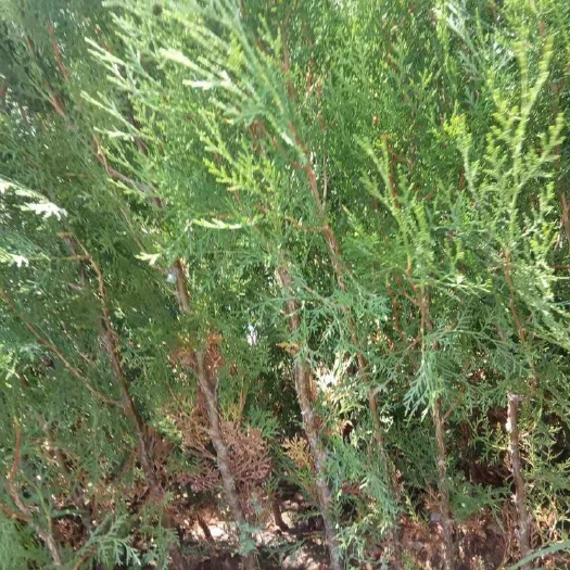圆枝侧柏 侧柏树苗。用农家土粪进行施肥。成活率高