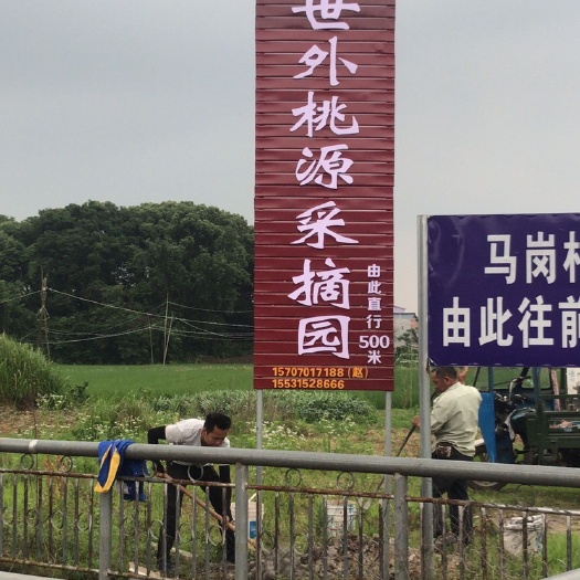 鹰潭 桃树苗