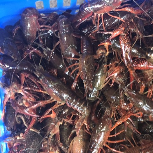 天门市 小龙虾湖北潜江荆门天门洪湖仙桃水产青壳虾红壳虾4-6
