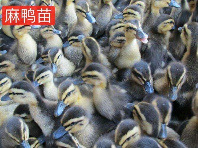南宁麻鸭苗