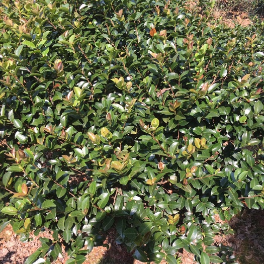长沙 供应各种规格茶梅