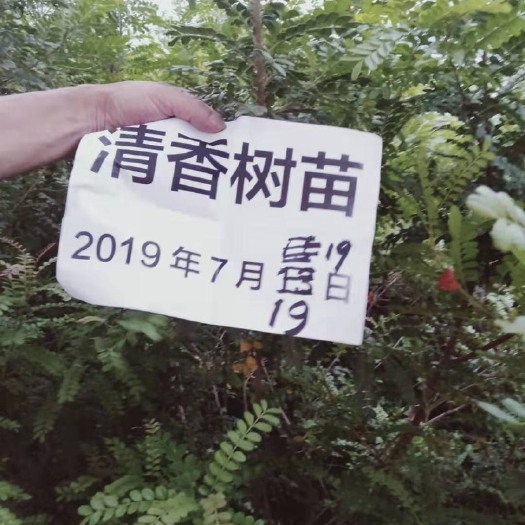 昆明 清香木