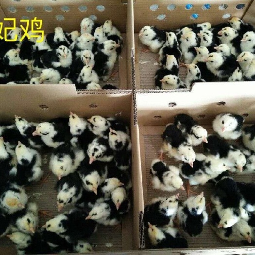 南宁贵妃鸡鸡苗 统货 贵妃鸡苗