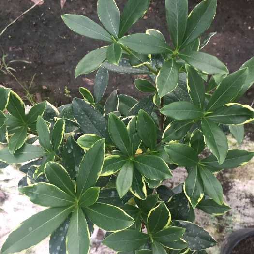 漳平市 金边瑞香180杯盆栽耐寒盆景名贵花卉冬季开花净化空气带花苞