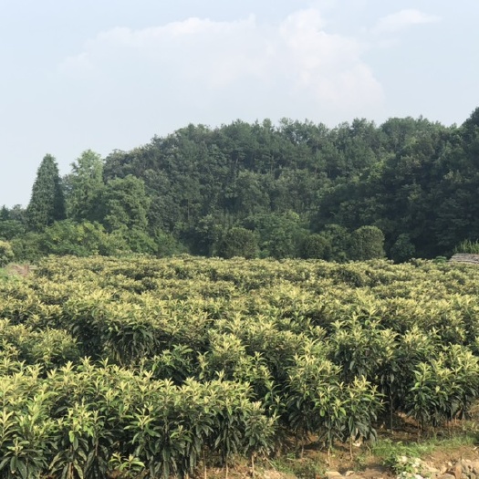 金华白沙枇杷苗