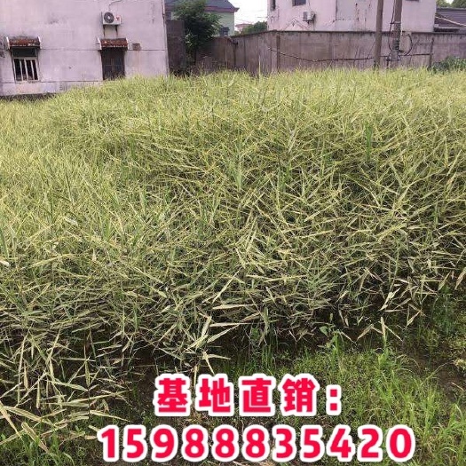 杭州 金叶芦苇 金叶芦苇价格 金叶芦苇批发 水生植物金叶芦苇