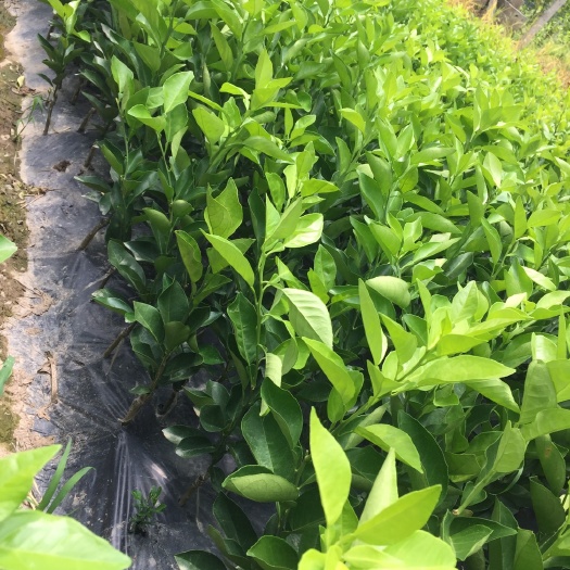 阳朔县夏橙树苗 嫁接苗 0.5~1米 