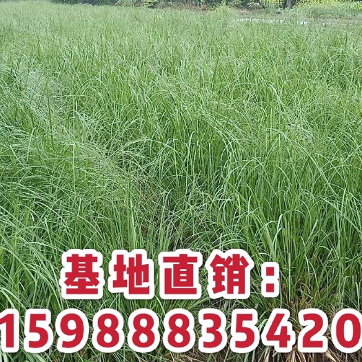 杭州蒲苇