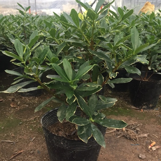 漳平市 金边瑞香（200杯）盆栽耐寒盆景名贵花卉冬季开花净化空气