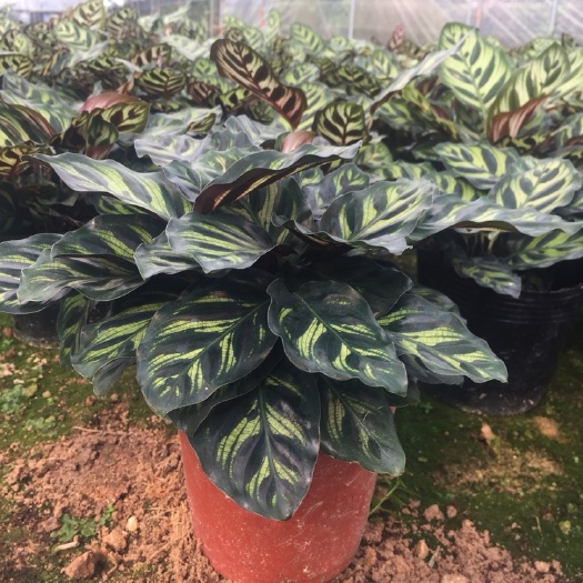 漳平市 孔雀竹芋室内桌面盆栽绿植花卉花苗四季常青植物吸甲醛净化空气