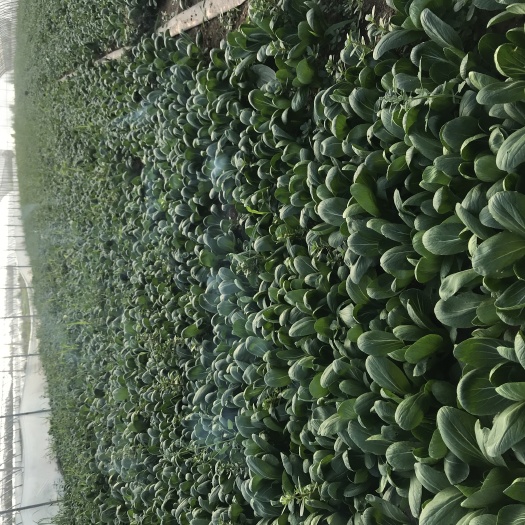 济南 花冠小油菜