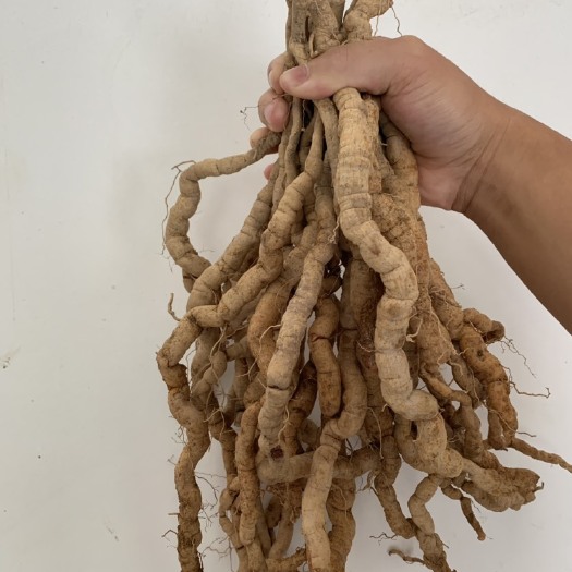 郁南县 大量新鲜巴戟