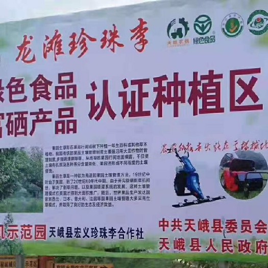 南丹县龙滩珍珠李 10 - 15mm