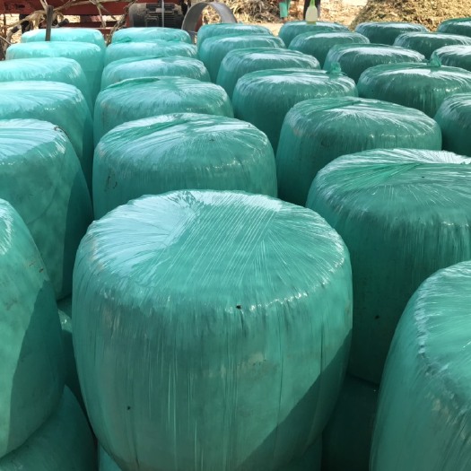 宿州青储草  青储全株玉米厂家直销质量保证