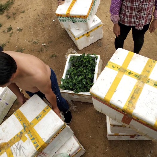 廉江市 芭乐味黄金百香果苗。纯品种
