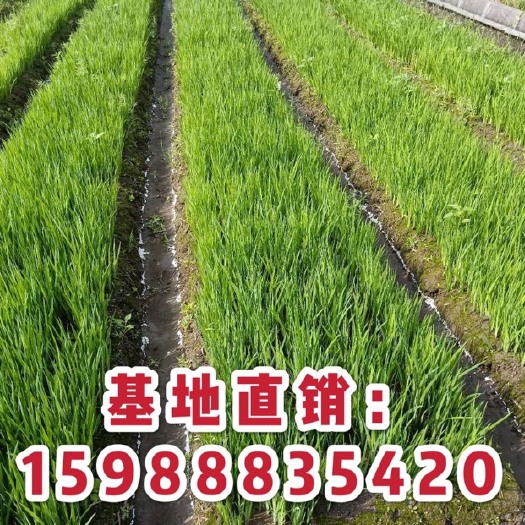 杭州黄菖蒲 基地 价格 水生植物
